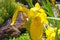 Closeup of isolated yellow blooming swamp iris Iris pseudacorus at water pond in german garden - Germany