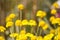 Closeup of isolated yellow blossoms anthemis orientalis in wild flower field. Blurred background