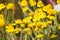 Closeup of isolated yellow blossoms anthemis orientalis in wild flower field. Blurred background