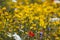 Closeup of isolated yellow blossoms anthemis orientalis in wild flower field. Blurred background