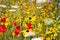 Closeup of isolated yellow coneflower blossom rudbeckia  in wild flower field. Blurred background with red corn puppies