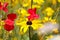 Closeup of isolated yellow coneflower blossom rudbeckia  in wild flower field. Blurred background with red corn puppies