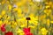 Closeup of isolated yellow coneflower blossom rudbeckia  in wild flower field. Blurred background with red corn puppies