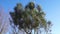 Closeup of a italian stone pine tree, tropical tree specie from the mediterranean region