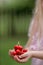 Closeup of a ittle blond girl holding cherries in her hands