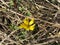 Closeup of itty bitty yellow wildflower sitting on pine straw