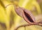 Closeup of an ivory curl tree seed, Buckinghamia Celcissima