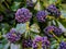 Closeup of ivy berries in purple and blue colors, fruiting plant with green leaves, natural background