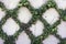 Closeup of ivy leaves growing on a diamond shaped trellis on a stucco wall.