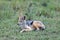 Closeup of a jackal resting on the grass in the Masai Mara, Kenya