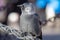 Closeup of Jackdaw bird sitting on a rope