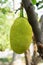 Closeup jackfruit at tree