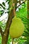 Closeup jackfruit at tree