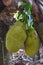 Closeup Jackfruit on the tree.