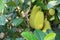 Closeup jackfruit on tree branch