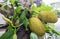 Closeup jackfruit at tree in garden of home background