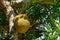 Closeup jackfruits hanging from the body of the tree in the organic farm with blurred group of baby jackfruit in background