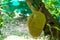 Closeup jackfruits hanging from the body of the tree in the organic farm with blurred group of baby jackfruit in background