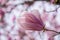 A closeup of a Jane Magnolia bloom