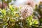 Closeup of Japan Acorn Banksia tropical flower