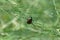 Closeup of a Japanese Beetle on a plant