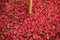 Closeup of Japanese maple leaves with classic fall colors