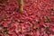 Closeup of Japanese maple leaves with classic fall colors