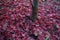 Closeup of Japanese maple leaves with classic fall colors