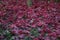 Closeup of Japanese maple leaves with classic fall colors