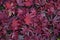 Closeup of Japanese maple leaves with classic fall colors
