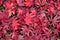 Closeup of Japanese maple leaves with classic fall colors