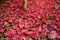 Closeup of Japanese maple leaves with classic fall colors