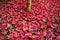 Closeup of Japanese maple leaves with classic fall colors