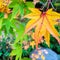 Closeup Japanese maples leaf background