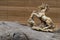 Closeup of japanese netsuke figure on wooden and bamboo background. Statue, mascot