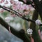 Closeup of Japanese wind chimes hanging on blooming sakura trees in a park