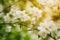 Closeup jasmine flowers in sunny day