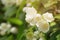 Closeup jasmine flowers in sunny day