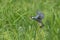 Closeup java sparrow flying, a beautiful bird