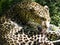 Closeup of Javan leopard licking their hair