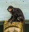 Closeup of a javan lutung monkey, tropical primate from the java island of Indonesia, vulnerable animal specie