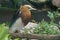 Closeup of a Javan pond heron (Ardeola speciosa)  perched on a wooden trunk