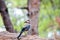 A closeup of a jay bird garrulus glandarius on a roof covered with leaves, against a blurry greenery and trees