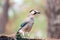 A closeup of a jay bird garrulus glandarius on a roof covered with leaves, against a blurry greenery and trees