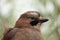 Closeup of Jay head - this colorful woodland corvid is hard to see as so shy