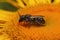 Closeup on a Jersey mason bee, Osmia niveata sitting on a a yellow Inula flower