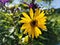 Closeup of the Jerusalem artichoke, also called sunroot, sunchoke, wild sunflower.