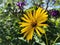 Closeup of the Jerusalem artichoke, also called sunroot, sunchoke, wild sunflower.