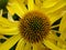 Closeup of Jerusalem artichoke, also called sunroot, sunchoke, wild sunflower.