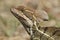 Closeup of a Jesus Christ Lizard - Panama